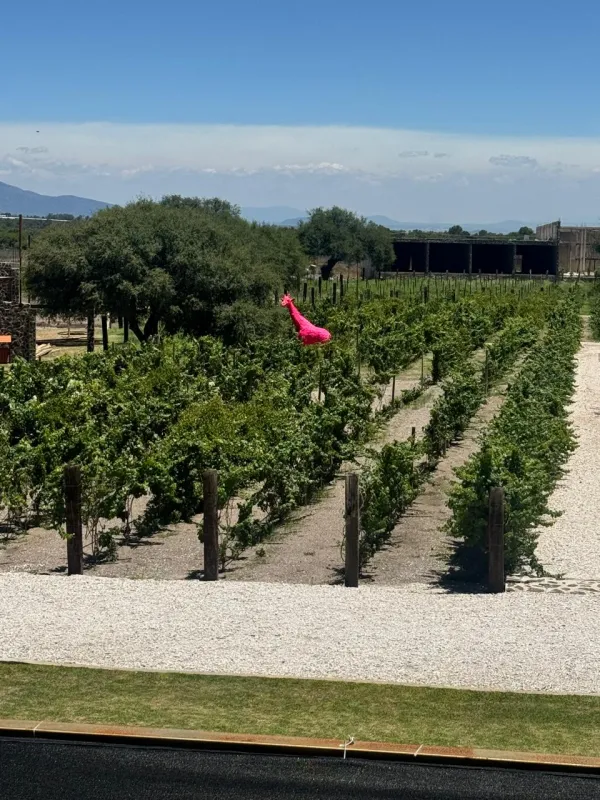 Viñedos El Sueño venue