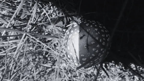 Parque Xindandú, venue